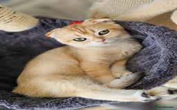 Scottish Fold cats for sale: READY NOW-TICA-SCOTTISH FOLD GIRL  - Image 12