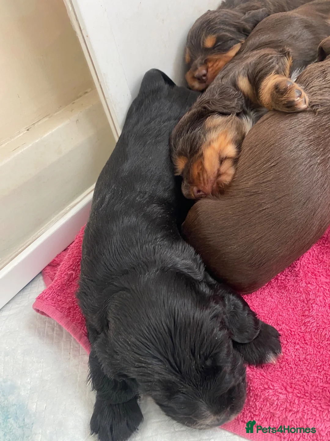 Cocker Spaniel dogs for sale: Working Cocker Spaniel  in Nottingham - Advert 6