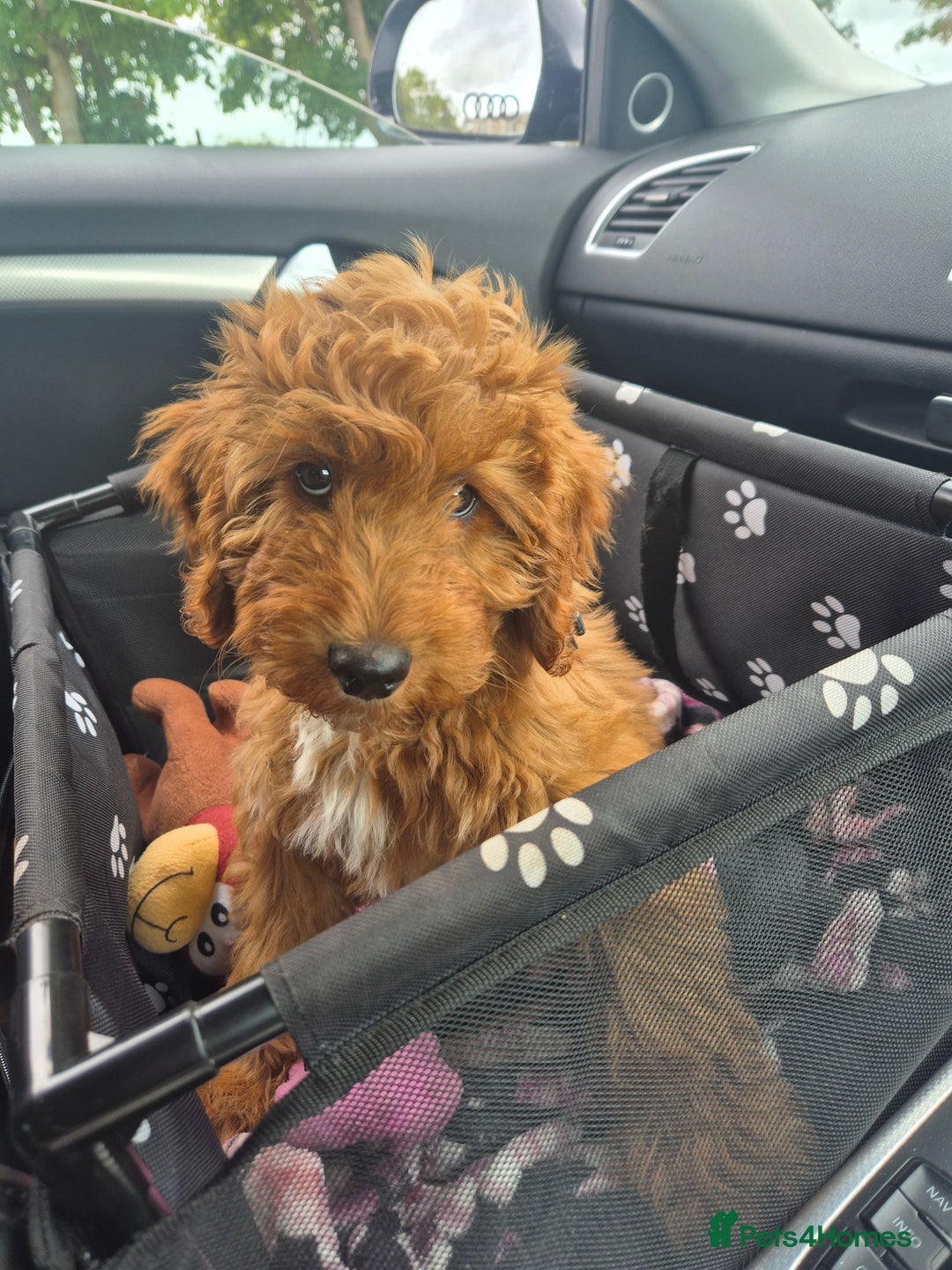 Cockapoo dogs for sale: Teddy - Image 3