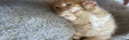 Mixed Breed cats for sale: Stunning 8 week Old Mix Breed kittens - Advert 24