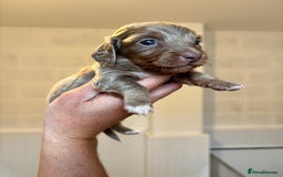 Dachshund dogs for sale: MINIATURE LONGHAIRED KC ISABELLA DACHSHUND PUPS - Image 3