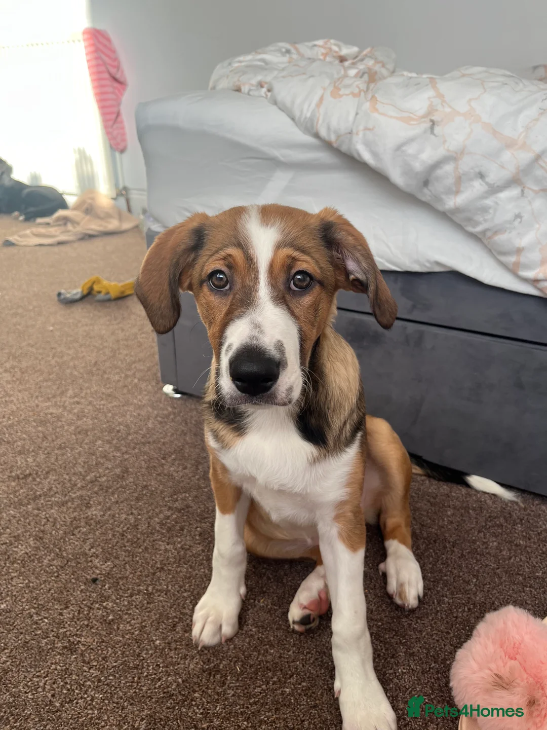 Border Collie dogs for sale: Lunna  in Llandudno - Advert 1