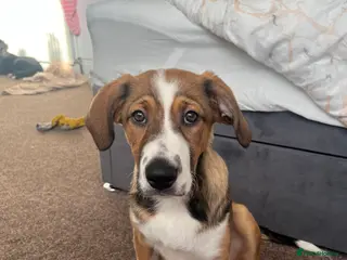 Border Collie dogs Lunna - Advert 1