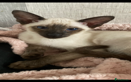 Siamese cats for sale: Two beautiful seal point brothers ❤️ - Advert 4