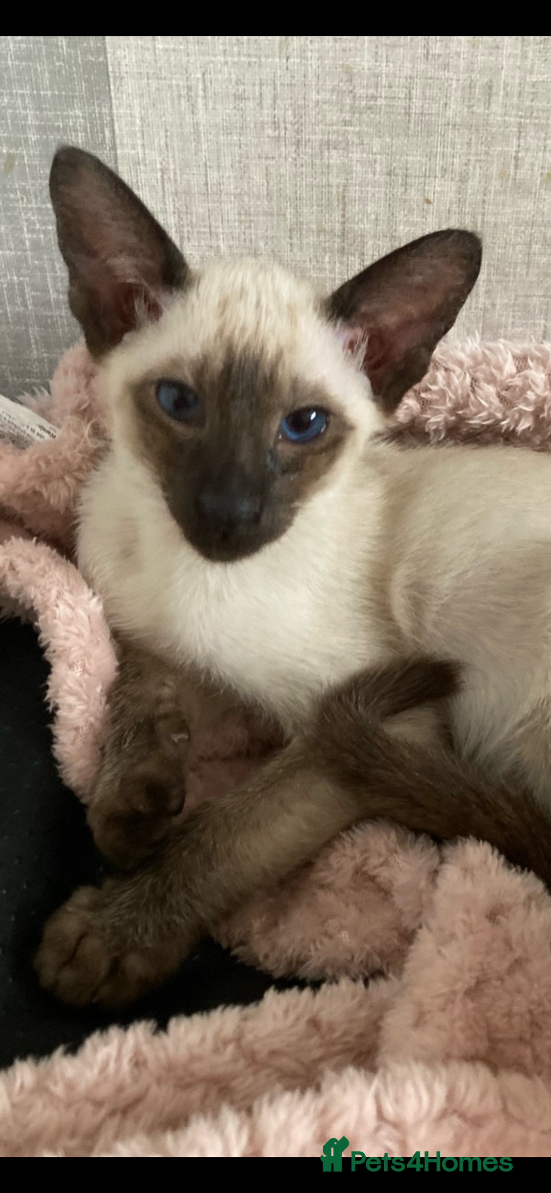 Siamese cats for sale: Two beautiful seal point brothers ❤️ - Advert 4