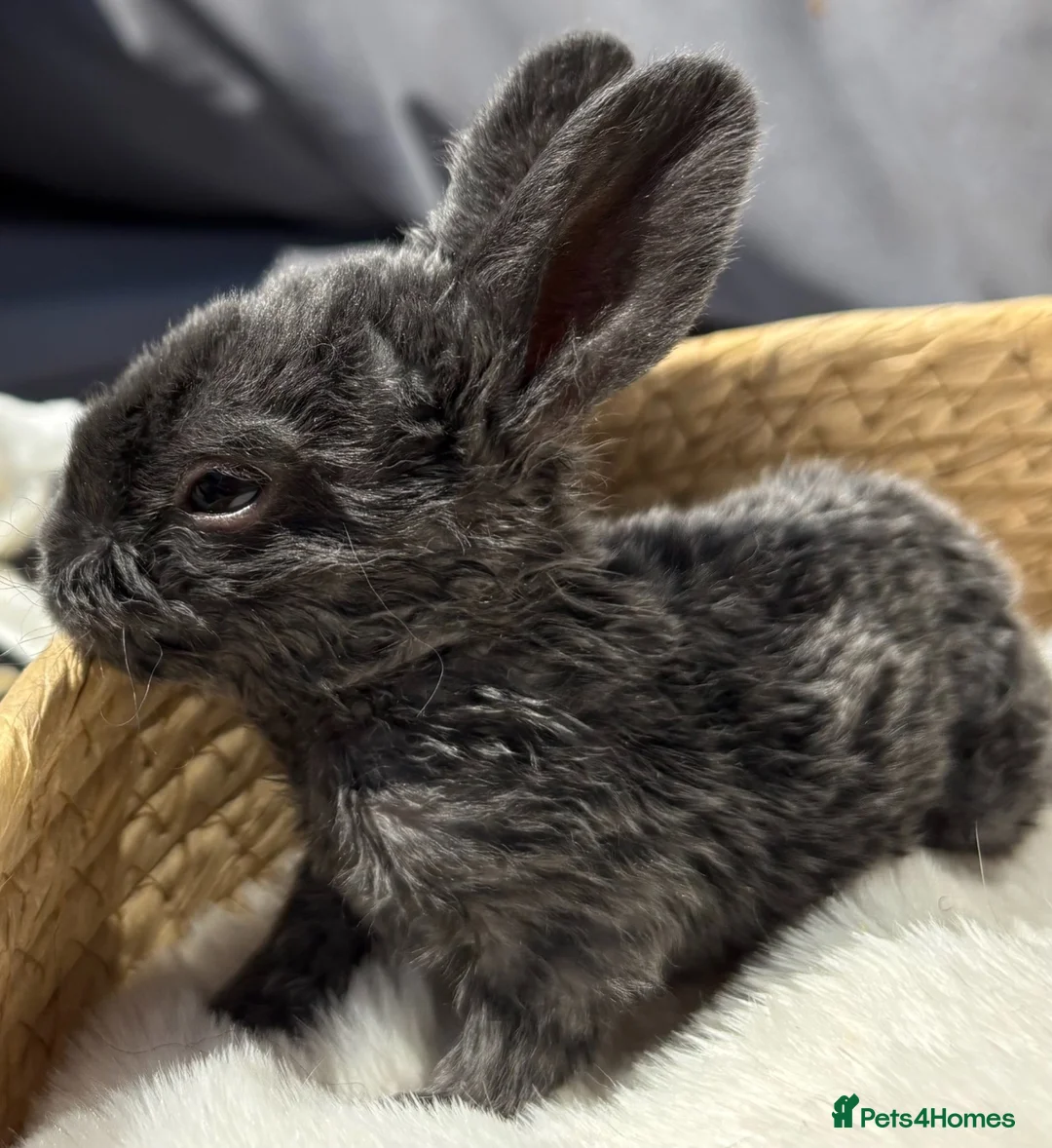 Mixed Breed rabbits for sale: Hand reared baby bunnies - Advert 2