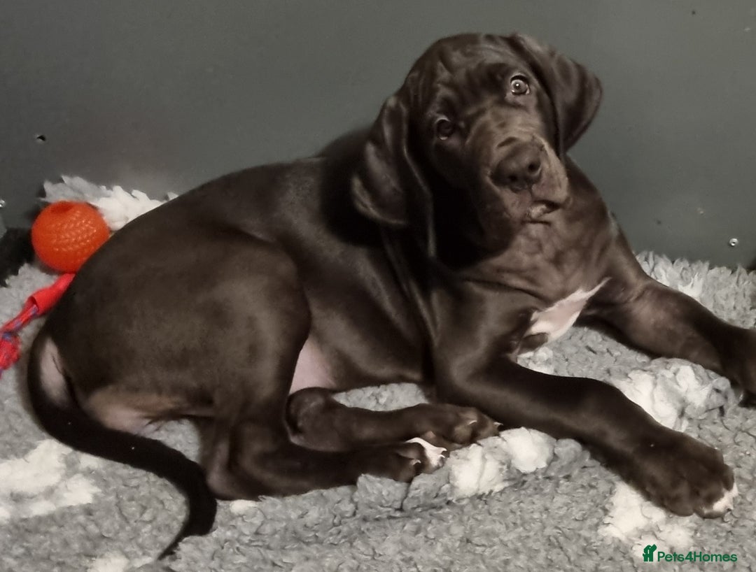 Great Dane dogs for sale: Beautiful girls. KC HEALTH TESTED  - Advert 5