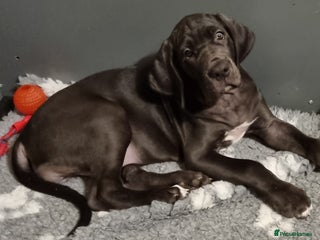 Great Dane dogs 3 girls left. READY NOW - Advert 2