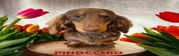 Miniature Dachshund dogs for stud: STUNNING MINIATURE DACHSHUND AVAILABLE AT STUD  in Grays - Advert 4