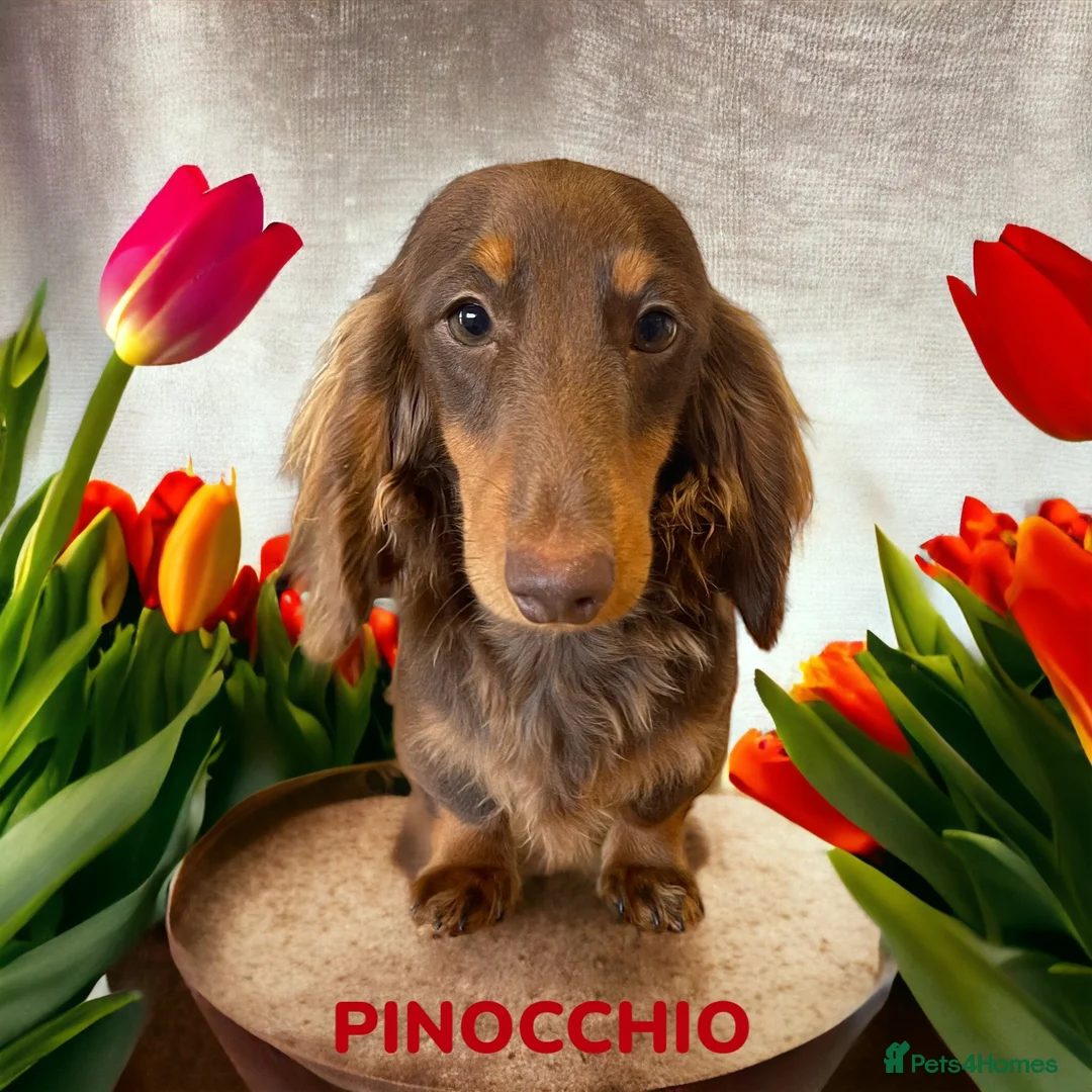 Miniature Dachshund dogs for stud: STUNNING MINIATURE DACHSHUND AVAILABLE AT STUD  in Grays - Advert 4