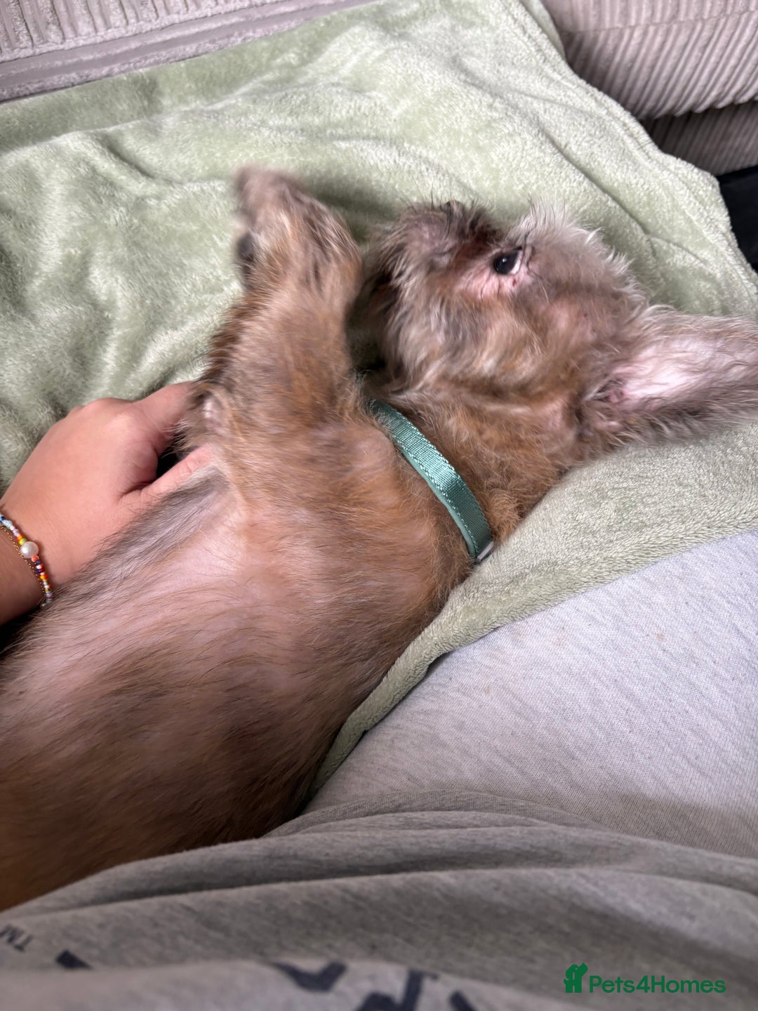 Mixed Breed dogs for sale: Gorgeous 6 month Frenchie x Shih Zu - Image 3