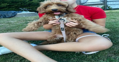 Maltipoo dogs - Advert 6