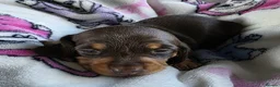 Dachshund dogs for sale: Beautiful littler of pedigree mini Dachshunds  - Advert 11