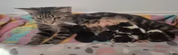 Mixed Breed cats for sale: Cute black white ginger stripe mix kittens - Advert 9