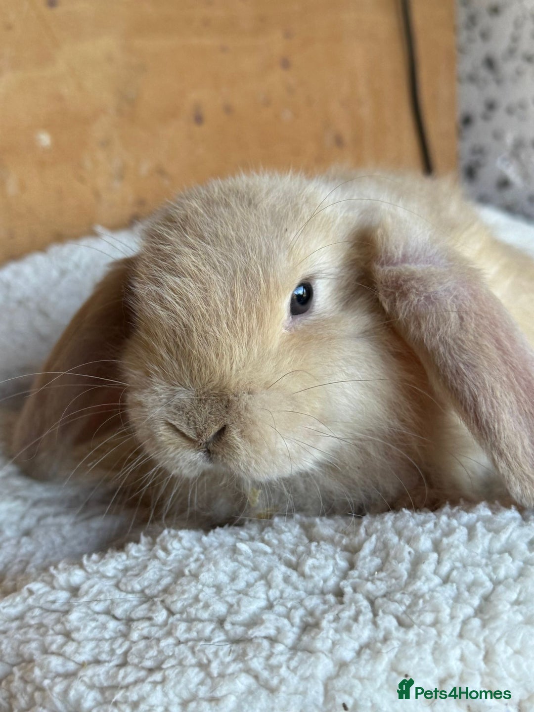 French Lop rabbits for sale: Purebred French Lop baby rabbits for sale  - Advert 17