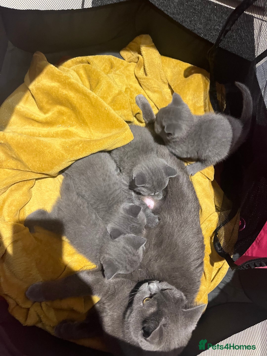 British Shorthair cats for sale: Pedigree BSH fluff balls  - Advert 7