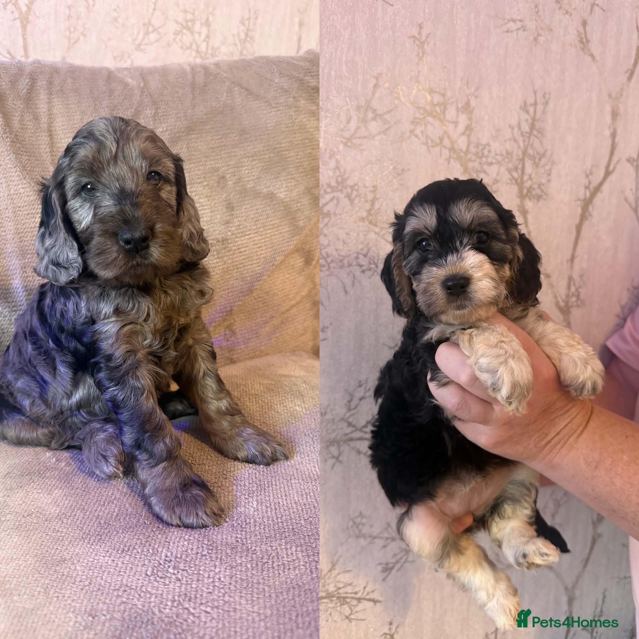 Cockapoo dogs Last 2 Beautiful f1 cockapoo puppies - Advert 1