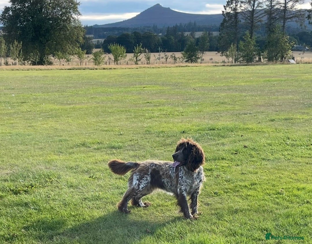 Cockapoo dogs for sale: Beautiful cockapoo puppies  - Advert 11