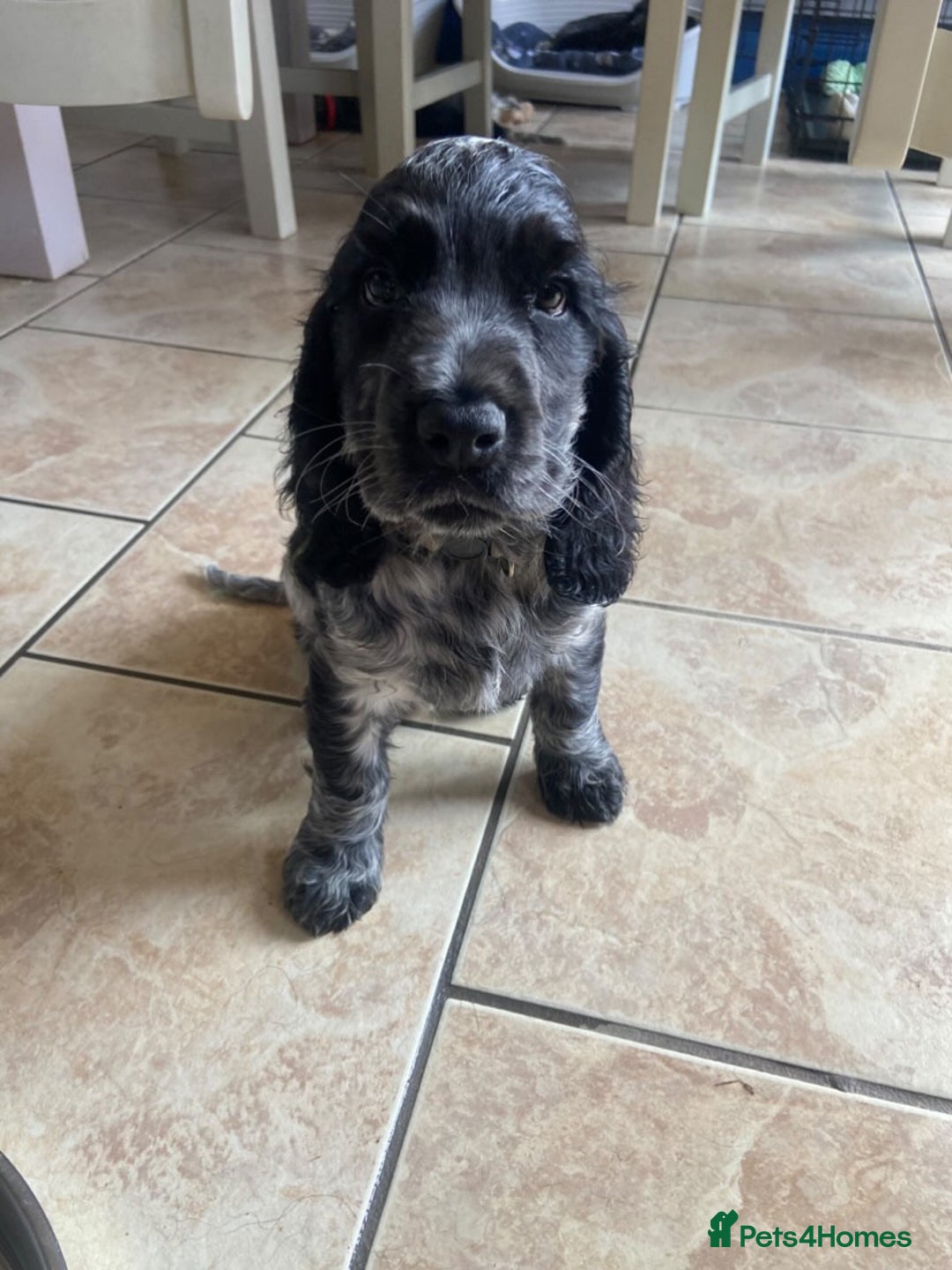 Cocker Spaniel dogs for sale: Show cocker spaniel pups  - Image 15