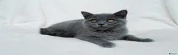 British Shorthair cats for sale: Blue British Shorthair 2 Kittens Left **MUST SEE** - Advert 16