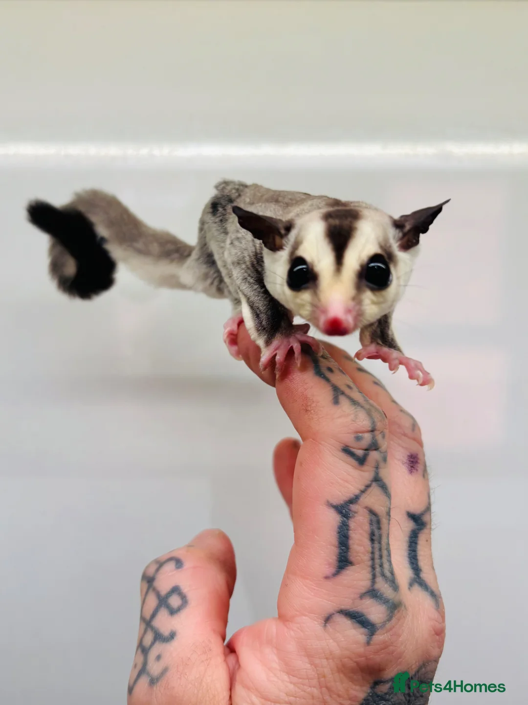 Sugar Glider rodents for sale: Male Baby Sugar Glider - Advert 2