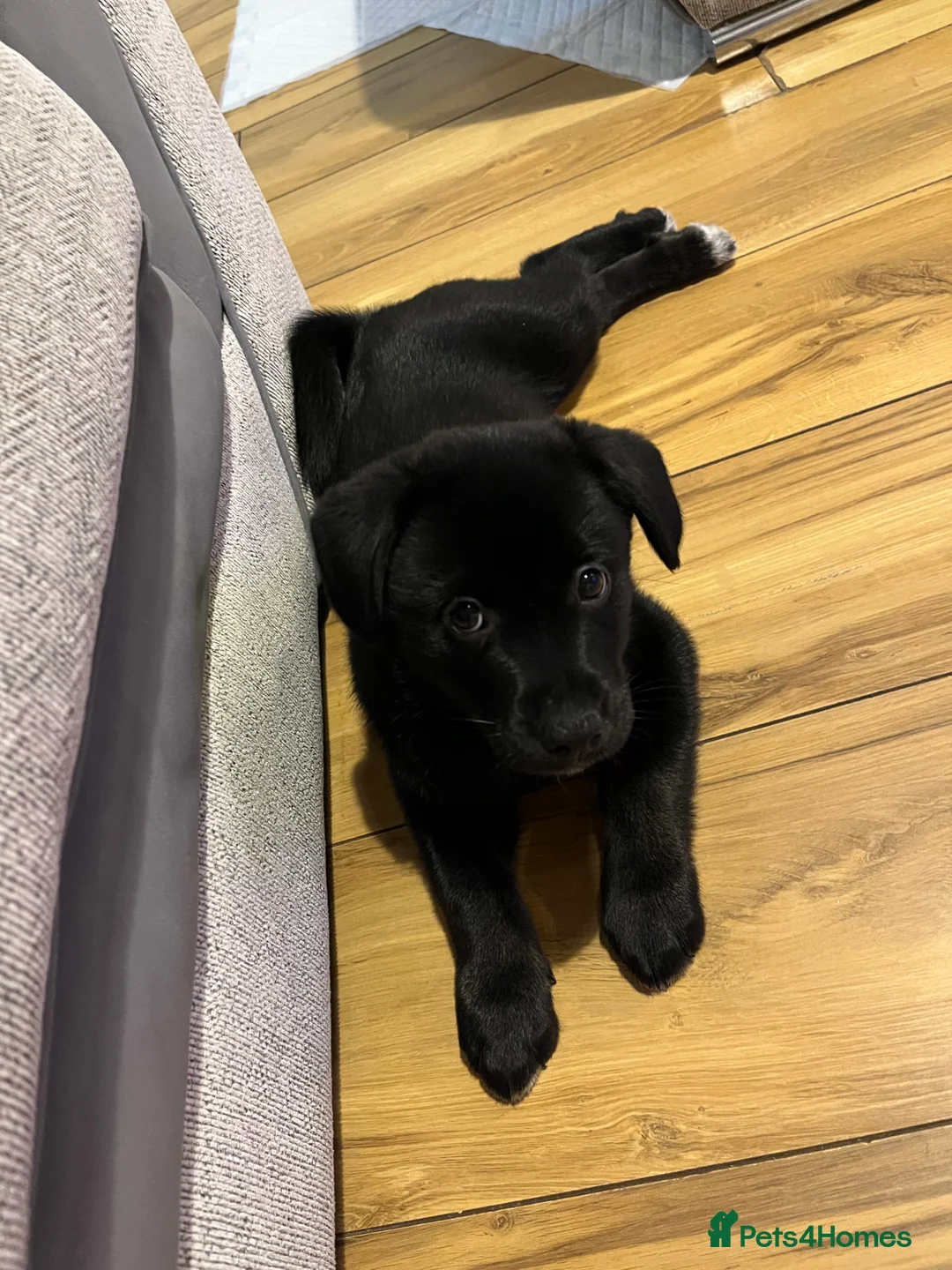 Mixed Breed dogs for sale: 1 beautiful female puppy left - Advert 6