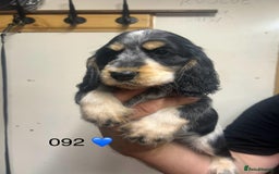Cocker Spaniel dogs for sale: Blue Roan and Blue Roan & Tan - Image 13