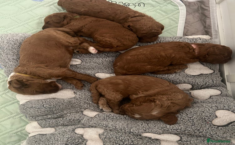 Cavapoo dogs - Advert 2