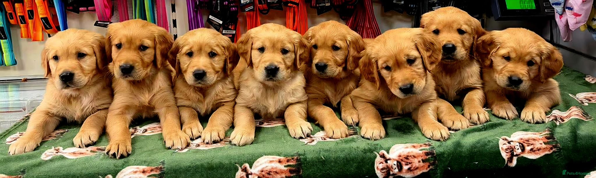 Golden Retriever dogs Stunning dark golden retriever puppies for sale - Advert 1