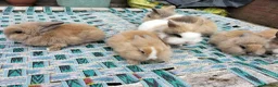Lionhead rabbits for sale: Beautiful Mixed-Coloured Rabbits Ready Now! in Smethwick - Advert 6