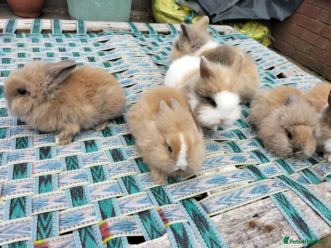 Lionhead rabbits for sale: Beautiful Mixed-Coloured Rabbits Ready Now! in Smethwick - Advert 6