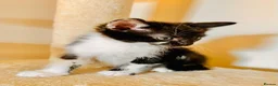Domestic Shorthair cats for sale: 4 gorgeous kittens and mother - Advert 4