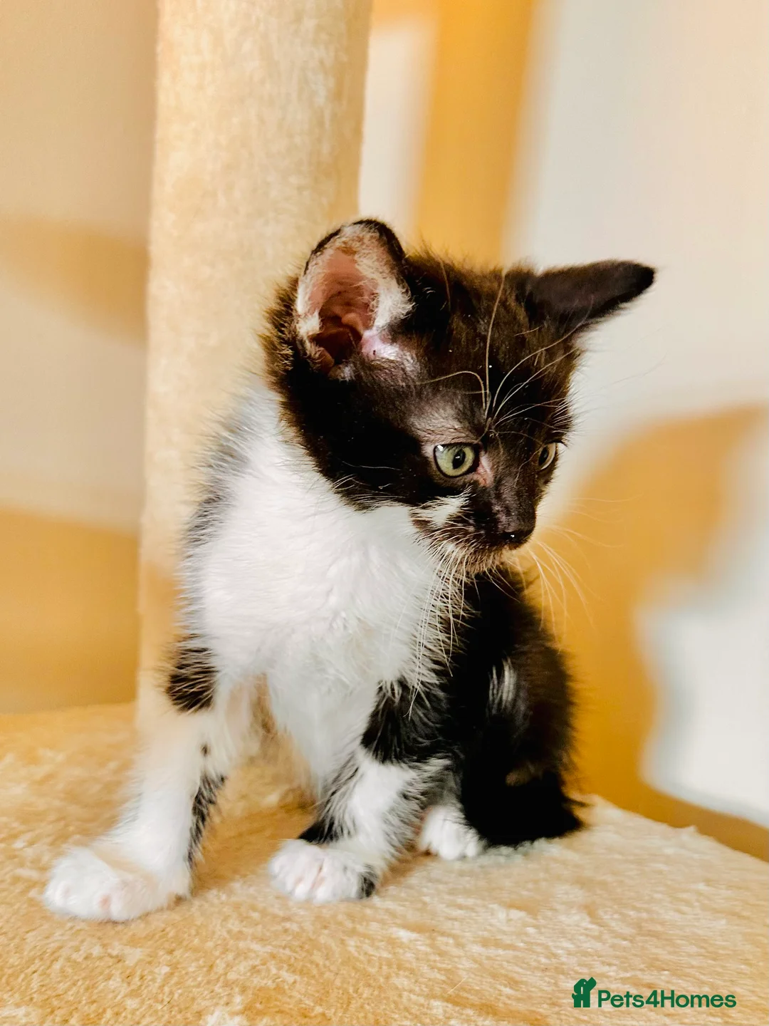 Domestic Shorthair cats for sale: 4 gorgeous kittens and mother - Advert 4