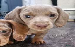 Dachshund dogs for sale: Beautiful dachshunds puppys - Image 6