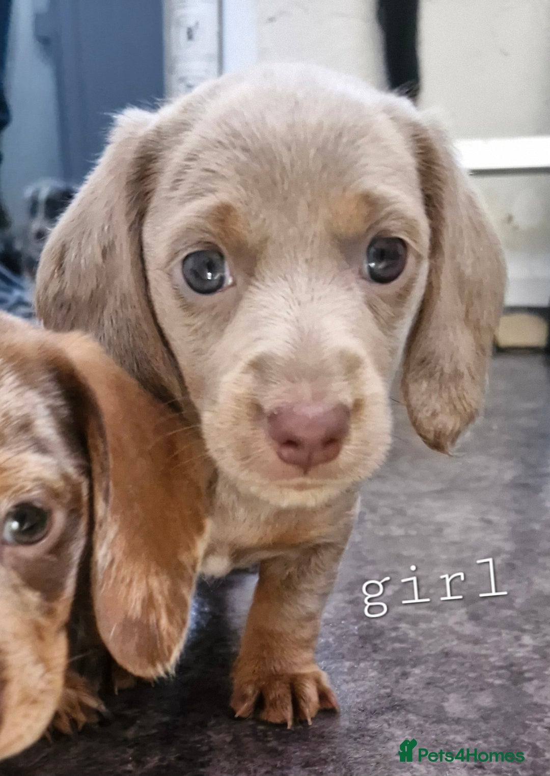 Dachshund dogs for sale: Beautiful dachshunds puppys - Image 6