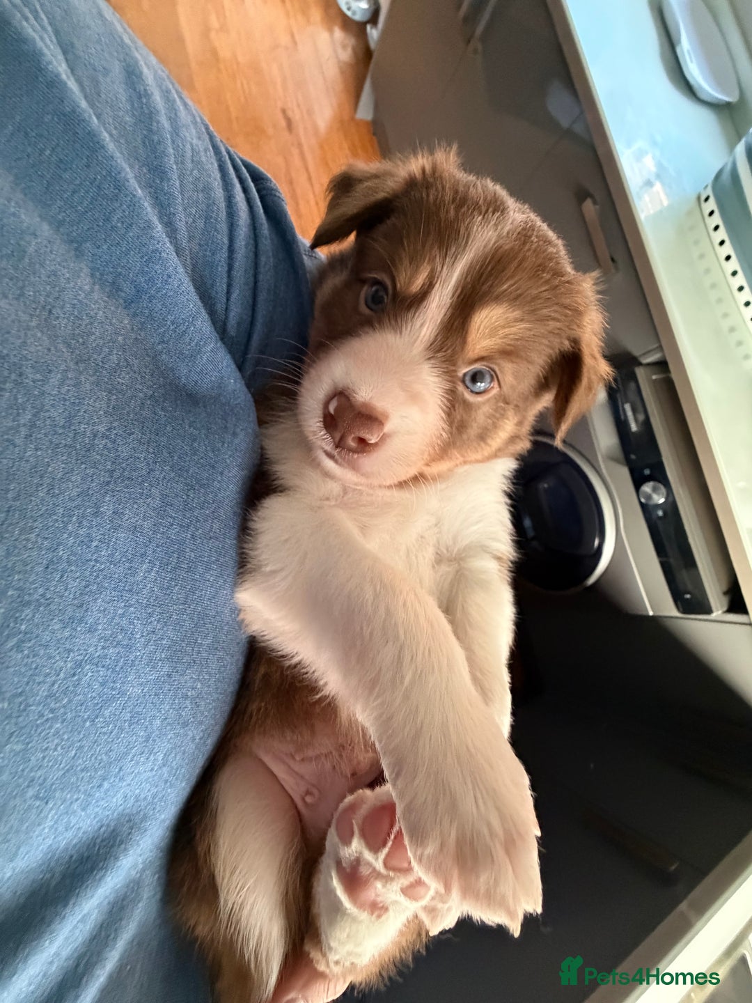 Border Collie dogs for sale: Red & white tri merle border collie puppies - Advert 4