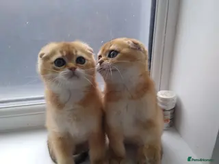 Scottish Fold cats Cute 🥰 Scottish fold TICA register - Advert 18