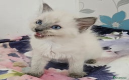 Ragdoll cats for sale: GCCF registered exclusive quality kittens - Image 12