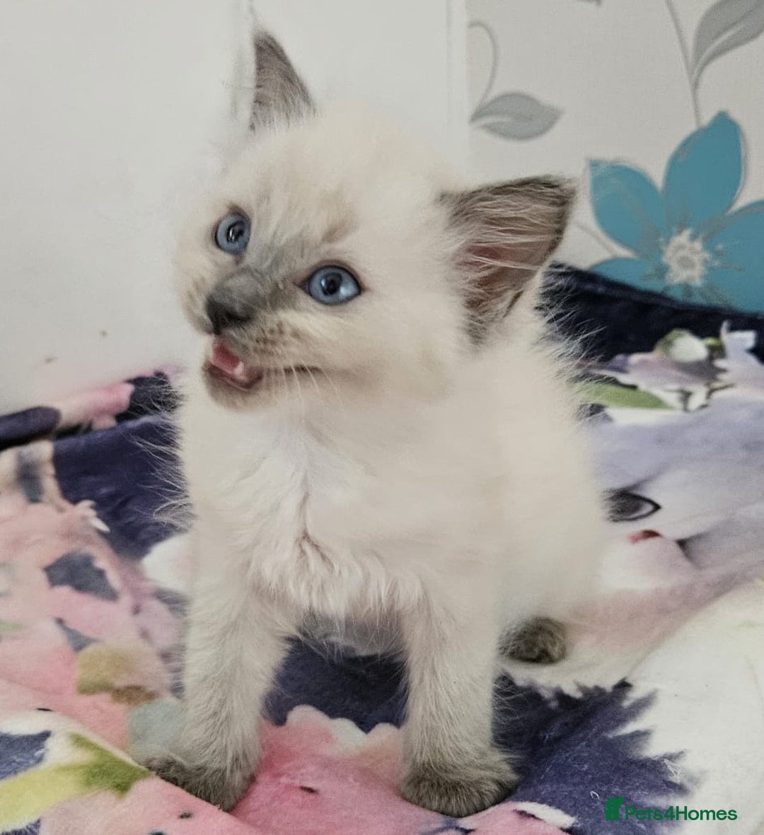 Ragdoll cats for sale: GCCF registered exclusive quality kittens - Image 12