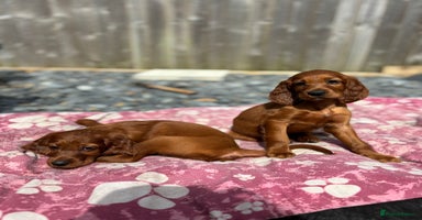 Irish Setter dogs - Advert 3
