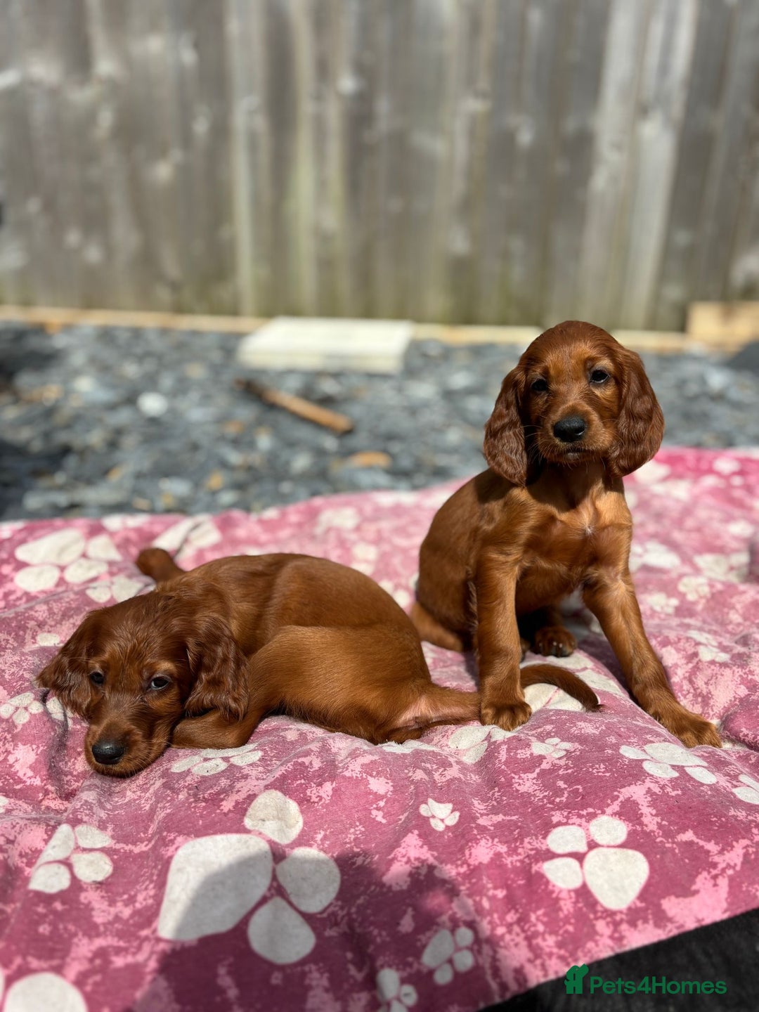 Irish Setter dogs for sale: KC Irish Setter Puppies  - Image 2