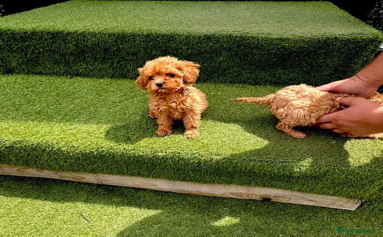 Cavapoochon dogs - Advert 1