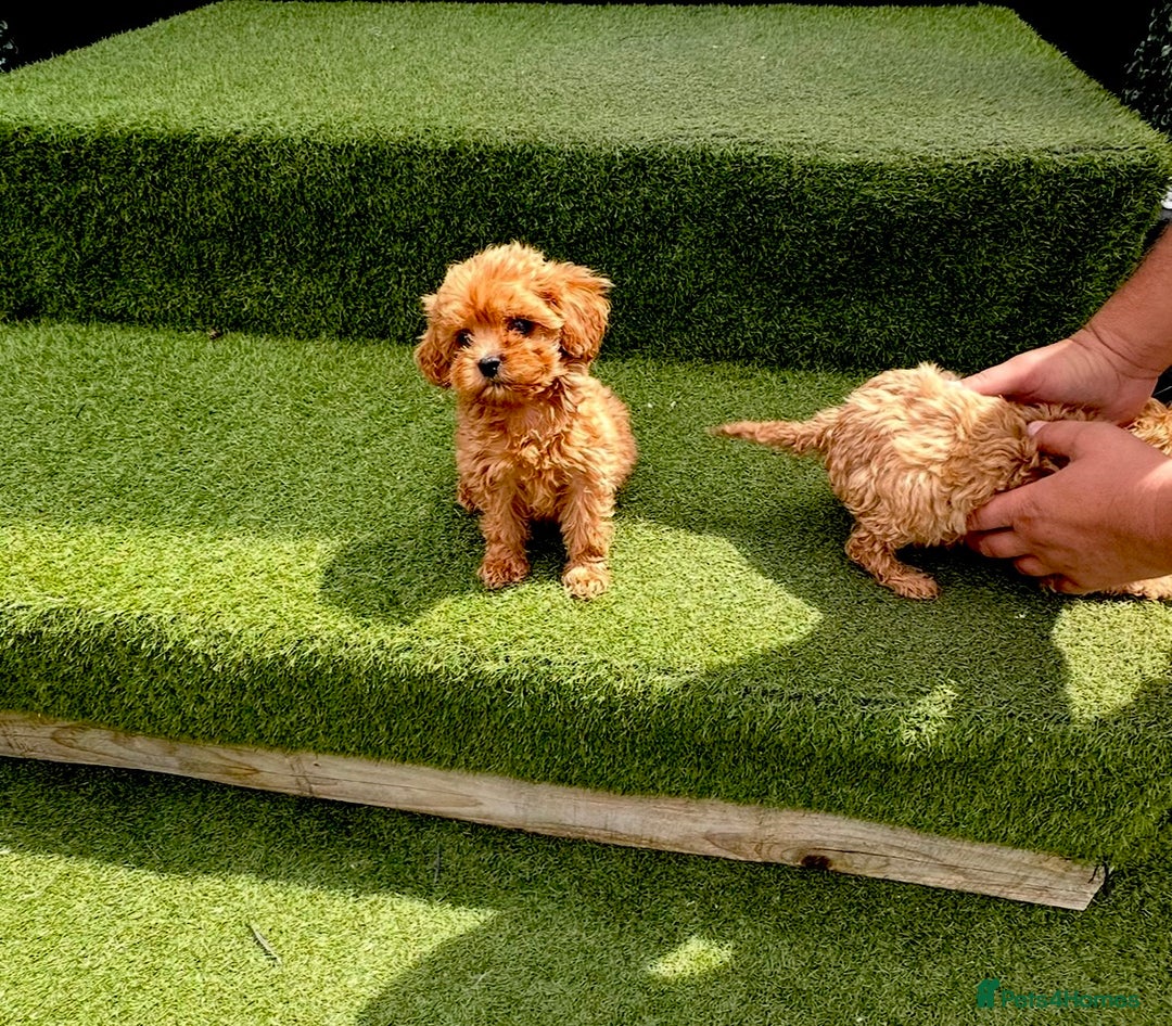 Cavapoochon dogs for sale: Cavapoochon puppies  - Image 1