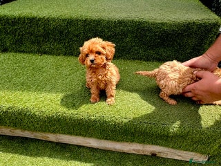 Cavapoochon dogs - Advert 3