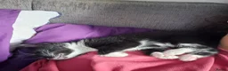 Mixed Breed cats for sale: Ready Now MIXED BREED - Advert 5