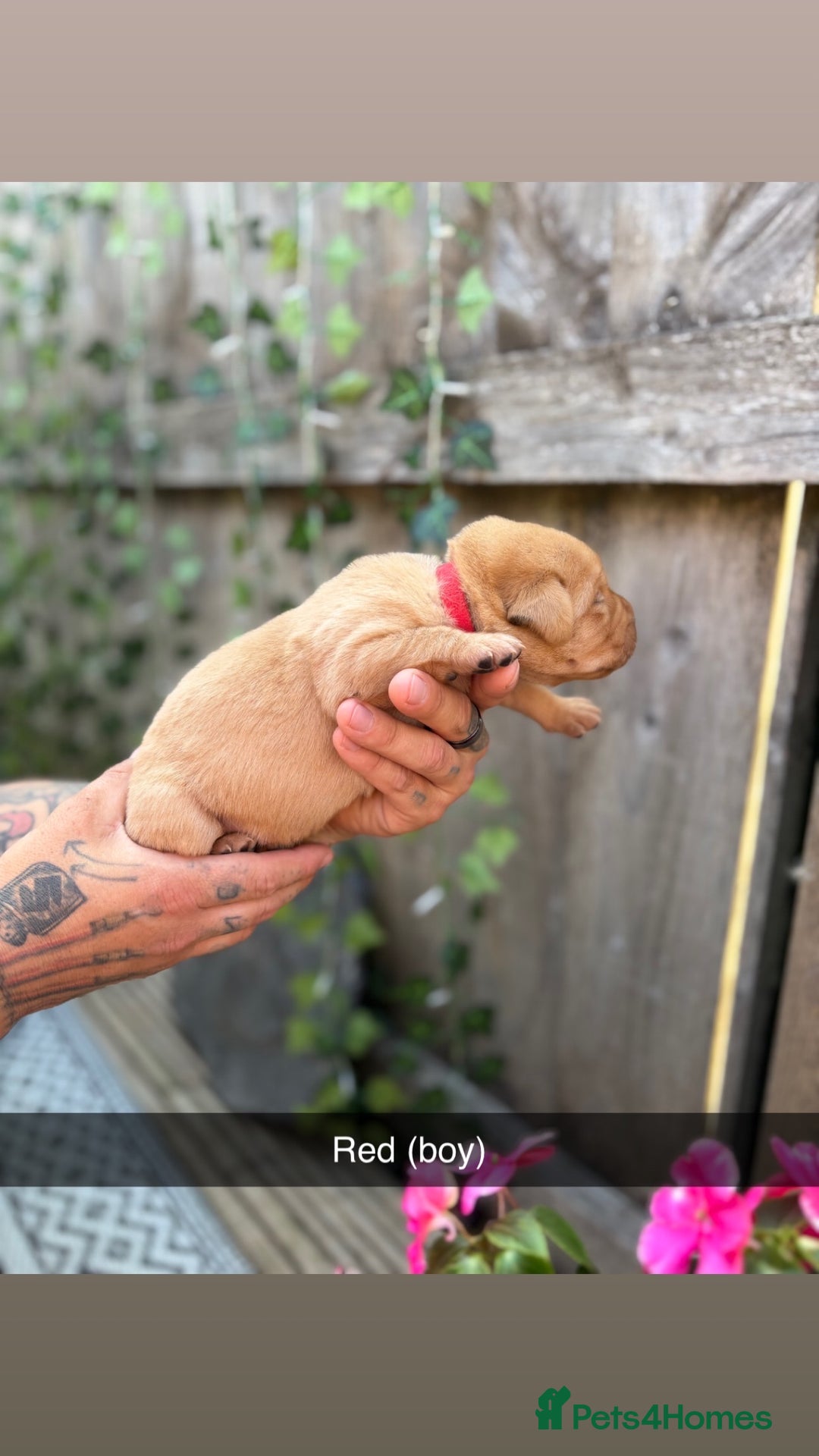 Labrador Retriever dogs for sale: Stunning Fox Red Labrador puppies  - Image 12