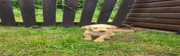 Labrador Retriever dogs for sale: READY TO LEAVE! 1 Black bitch 1 yellow dog left - Advert 13