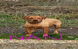 Goldador dogs for sale: GOLDADOR PUPPIES - Image 17