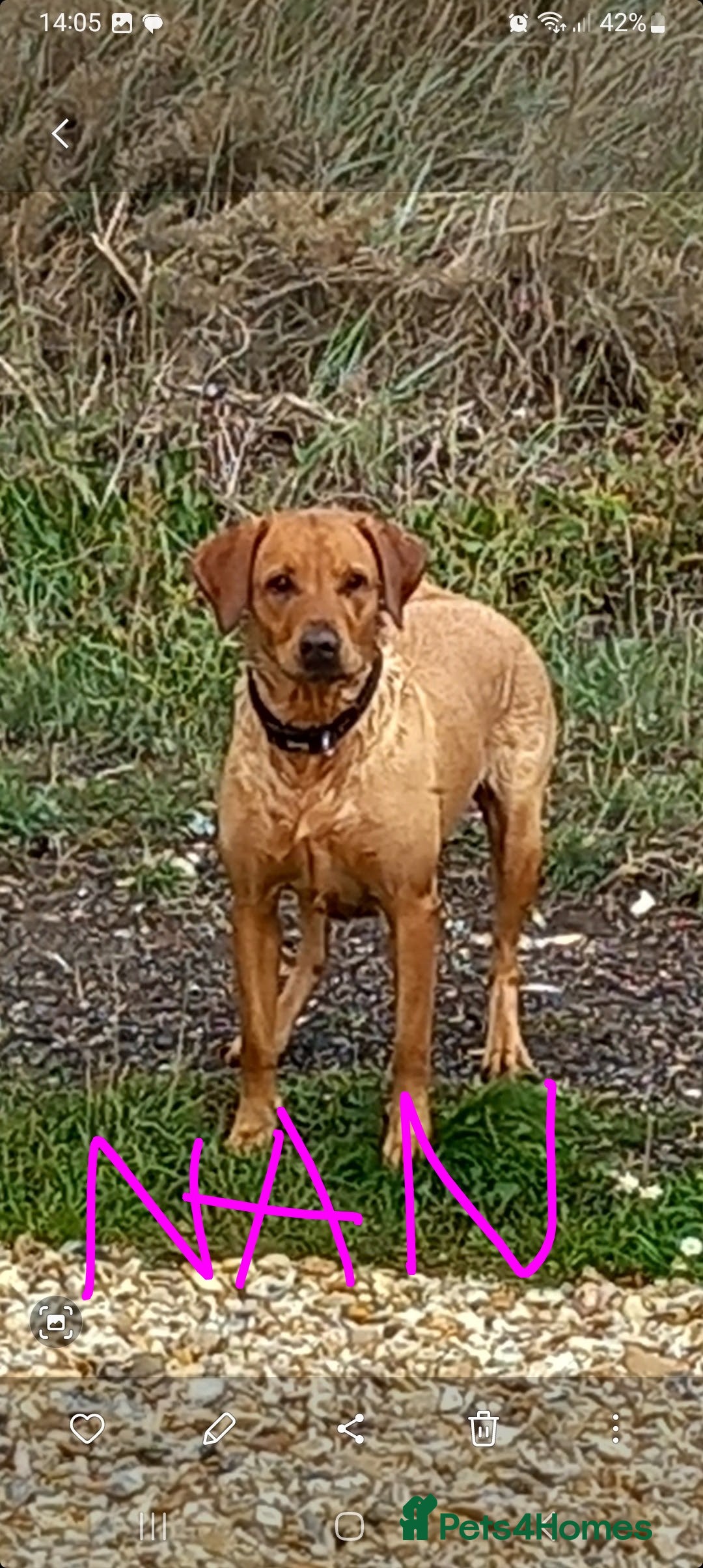 Goldador dogs for sale: GOLDADOR PUPPIES - Image 17