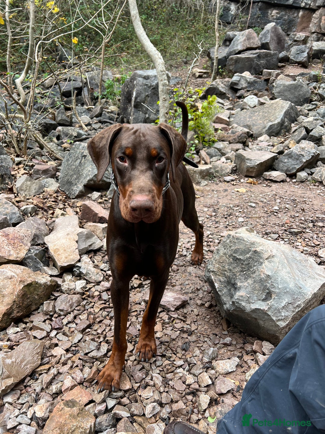 Dobermann dogs for sale: Jupiter - Advert 4